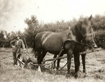 Boer Bertus bezig op de velden van O.V.V.O. en D.J.K.