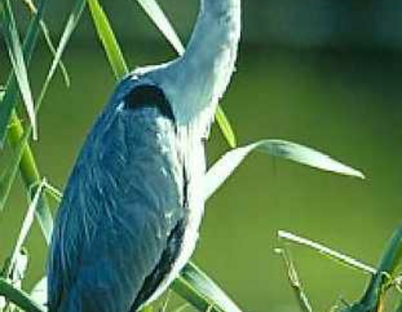 Blauwe_reiger_Ardea-cinerea