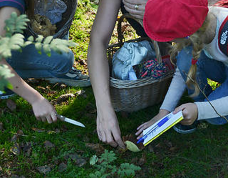 Fungal Foraging