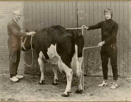 Bij de koeienkeuring