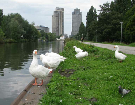 Geen koeien, wel ganzen. De Weesperzijde langs de Keulsevaart anno 2012. Op de achtergrond de Rembrandttoren, de Mondriaantoren en café de Omval.