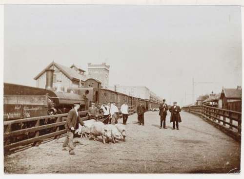 Cruquiusweg, Recht de stallen van de Veemarkt. Op de voorgrond varkenhandelaars. 1920. Foto: Stadsarchief Amsterdam.